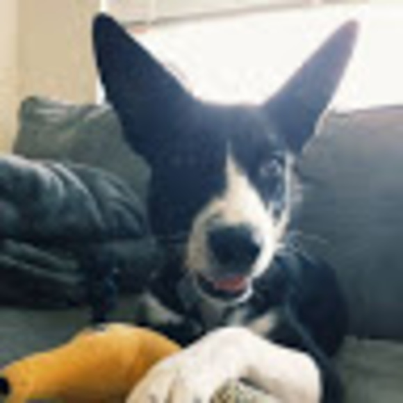 Meet your Posher, Maddy - Picture 1 of 1